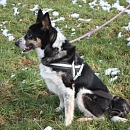 Balou