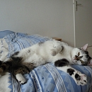 Cara