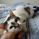 Cara