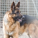 Diego