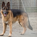 Diego