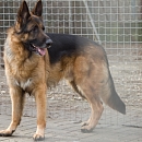 Diego