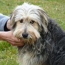 Hugo