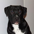 Rudi