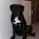 Rudi