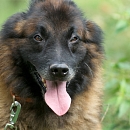 Sultan 2