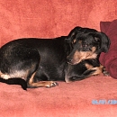 Siska (Eva)