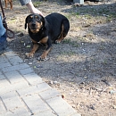Siska (Eva)