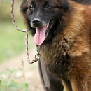 Sultan 2