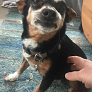 Bella