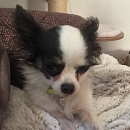 Dolly