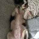 Dolly