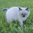 Suki
