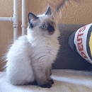 Suki