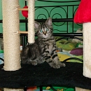 Juliette