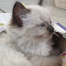 Suki