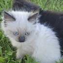 Suki
