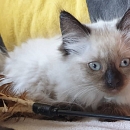 Suki