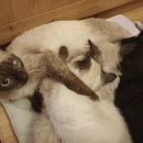 Suki