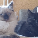 Suki