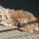 Cheri