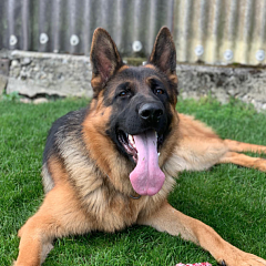 Falko - Traumhund sucht Traumplatz