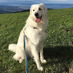 Jara