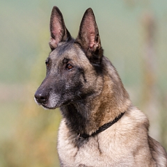 Kira