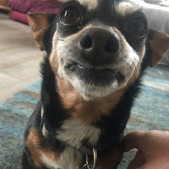 Bella