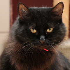 Myri