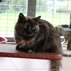 Jakira