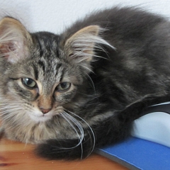 Kimba