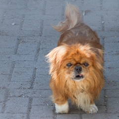 Tonny