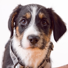Linus