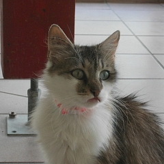 Kessy