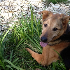 Willow