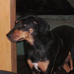 Siska (Eva)