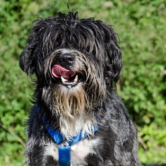 Nene (Mischa)