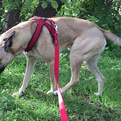 Sam