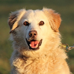 Peppino