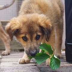 Frodo