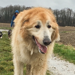 Nala