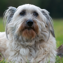 Wanda 2