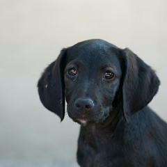 Blacky
