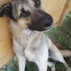 Linus