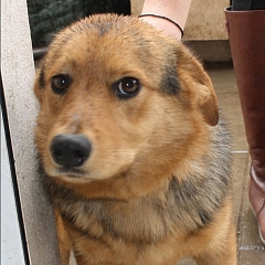 Vasco