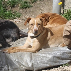 Kianga