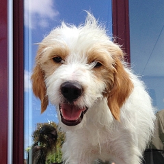 Filou