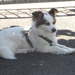 Puppe