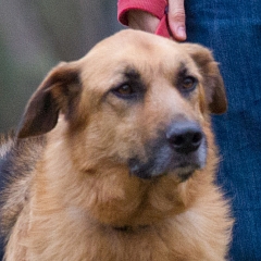Timo